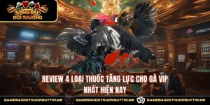 Review 4 Loại Thuốc Tăng Lực Cho Gà Vip Nhất Hiện Nay